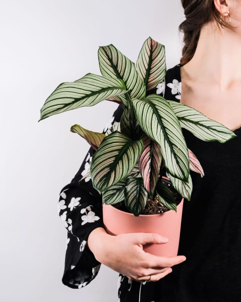 vertical shot of a female holding a potted plant 2023 11 27 04 58 20 utc 1
