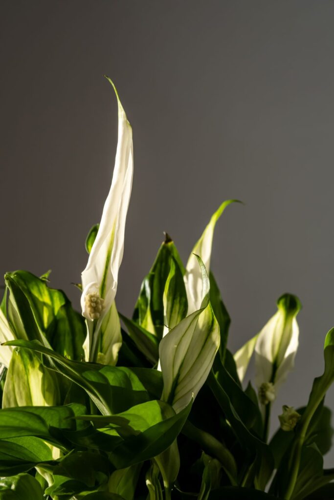 white homemade flowers in a pot close up 2023 11 27 05 14 13 utc