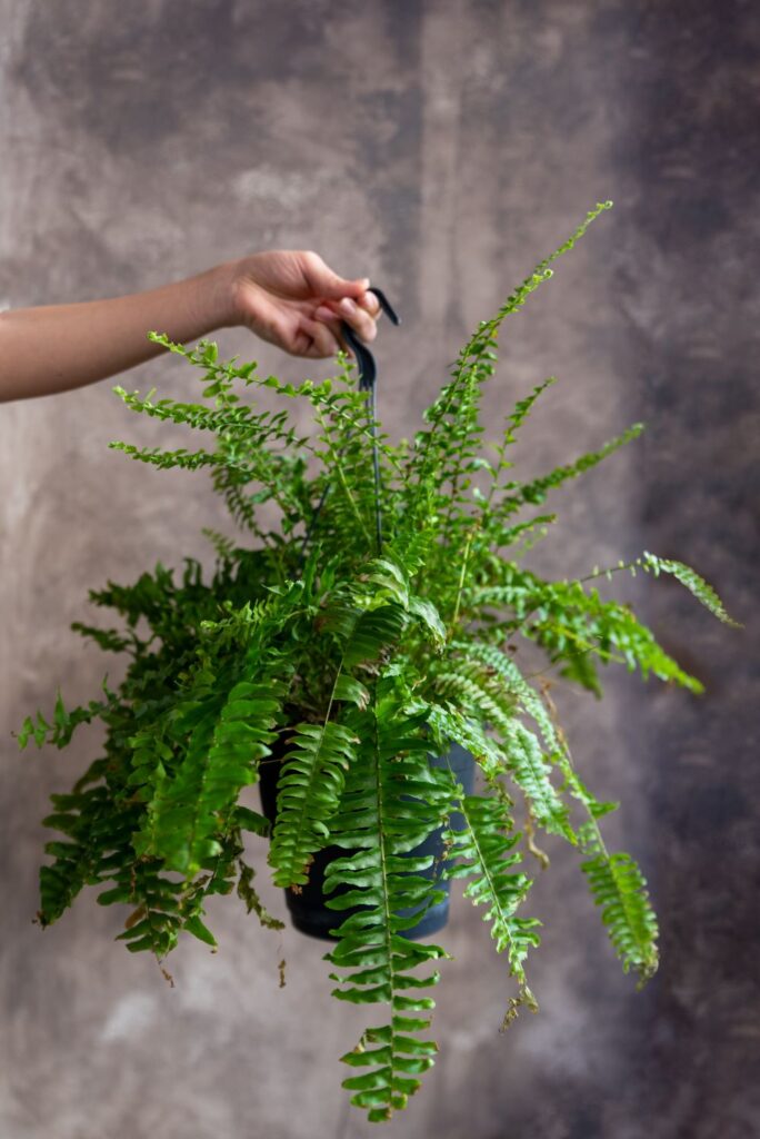 woman holding fern plant 2023 11 27 05 28 28 utc