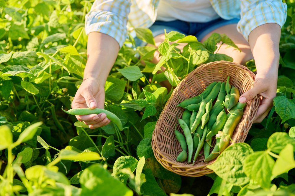 woman picking green beans in the summer garden 2023 11 27 05 09 59 utc