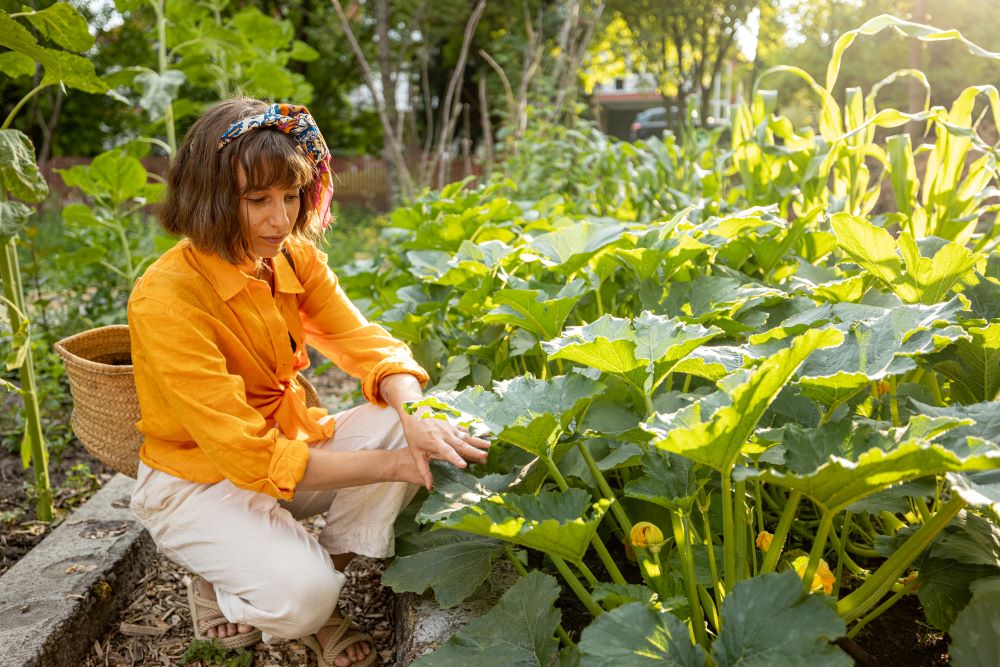 woman picks up zucchini from vegetable garden 2023 11 27 05 22 13 utc