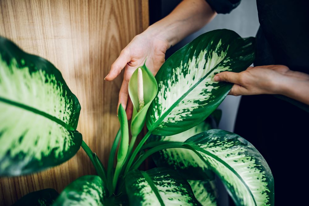 young woman hands touching leaf and taking care of 2023 11 27 05 31 28 utc