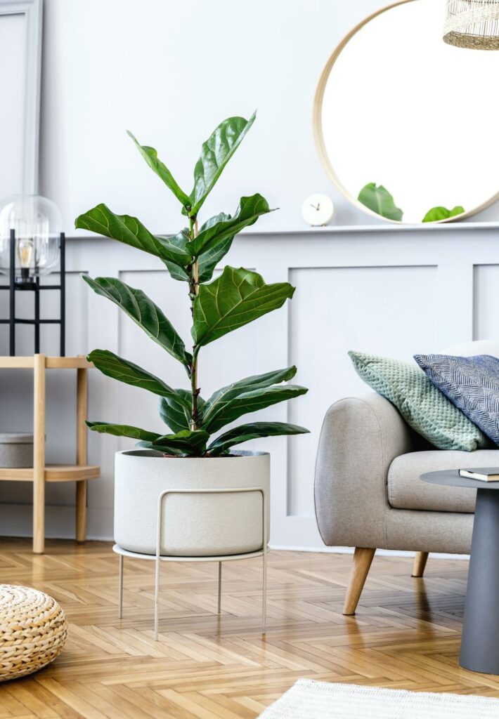 Decorate Your Living Room With Houseplants