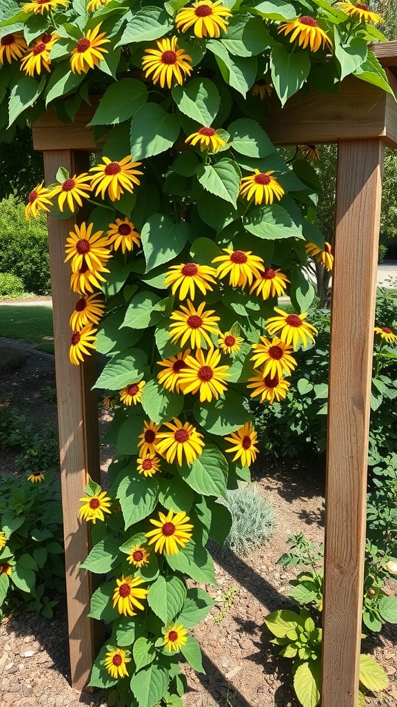 A vibrant display of Black-eyed Susan vines with bright yellow flowers climbing a wooden trellis.