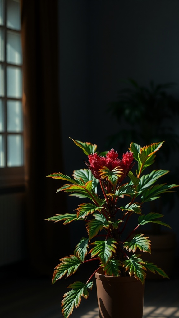 A Croton plant with colorful leaves in a low-light room, showcasing its vibrant hues.