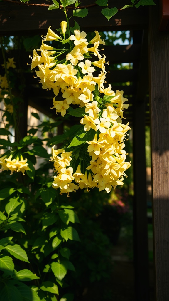 A cluster of bright yellow honeysuckle flowers growing on a trellis in a shaded garden.