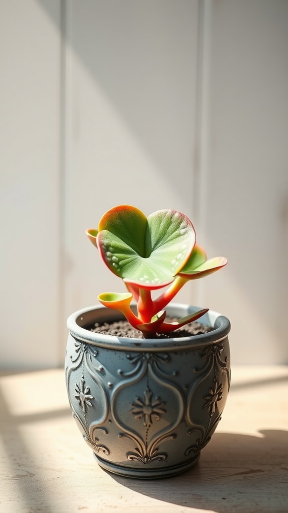 A Hoya Kerrii plant in a decorative pot, featuring heart-shaped leaves and vibrant colors.