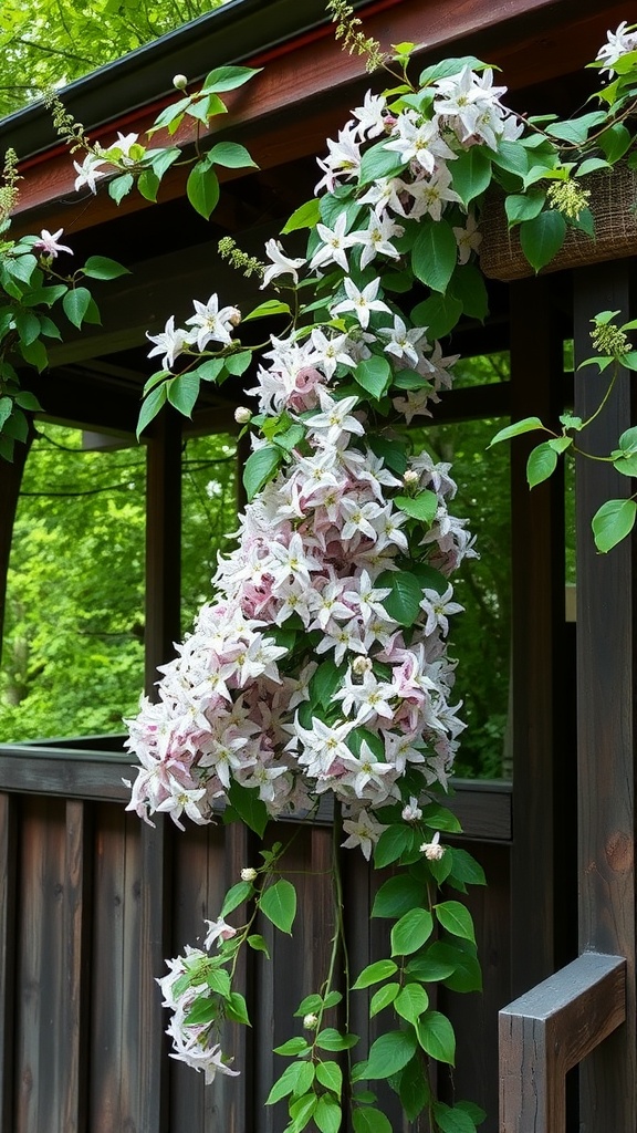 Cluster of Lonicera Japonica flowers in shades of white and pink, climbing on a wooden structure