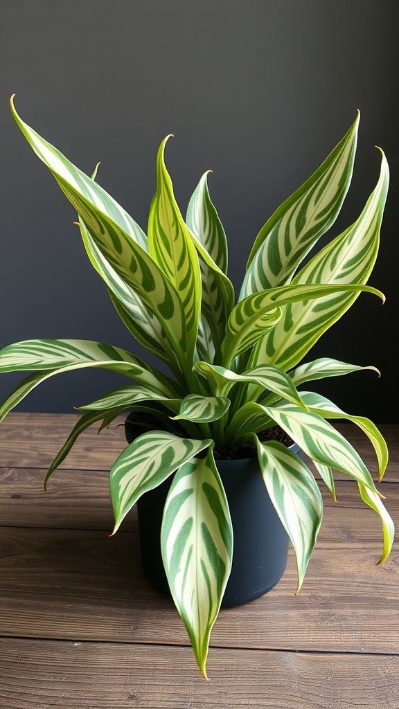 A vibrant Zebra Plant with striking green and light green striped leaves in a black pot.